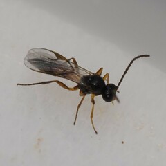 Lysiphlebus testaceipes