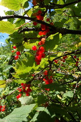 Ribes latifolium