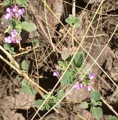 Lantana megapotamica