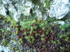Polytrichum