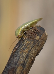Panchlora