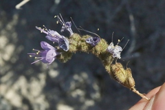 Phacelia crenulata