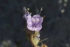 Phacelia crenulata