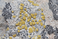 Teloschistaceae