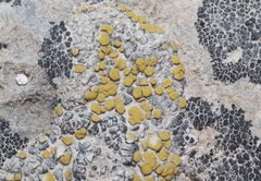 Teloschistaceae