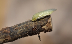 Panchlora