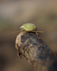 Panchlora