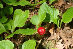 Vaccinium praestans