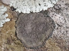 Xanthoparmelia conspersa
