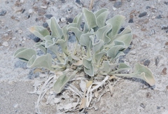 Enceliopsis nudicaulis