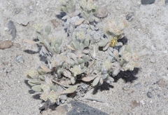 Eriogonum shockleyi