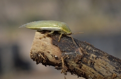 Panchlora