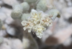 Eriogonum shockleyi
