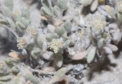 Eriogonum shockleyi