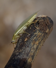 Panchlora