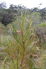 Leichhardtia ericoides