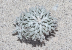 Ipomopsis congesta