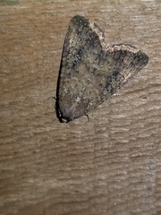 Condica sutor