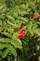 Sorbus sambucifolia