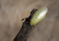 Panchlora