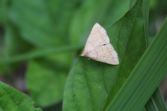 Herminia arenosa