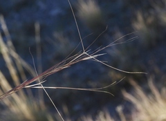 Aristida purpurea