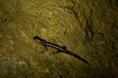 Plethodon jordani