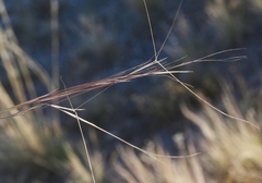 Aristida purpurea