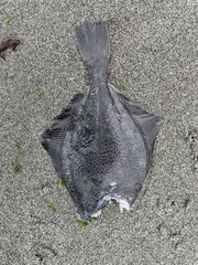 Platichthys stellatus