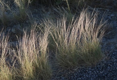 Aristida purpurea