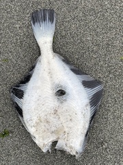 Platichthys stellatus