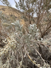 Artemisia tridentata tridentata