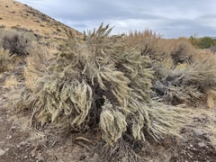 Artemisia tridentata tridentata