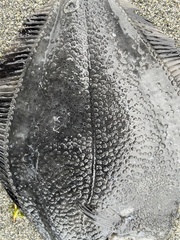 Platichthys stellatus