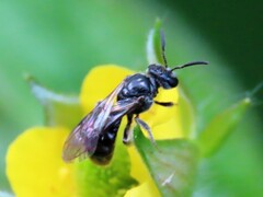 Hemihalictus