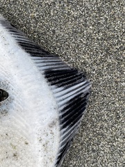 Platichthys stellatus