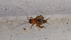 Anurogryllus arboreus