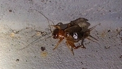 Anurogryllus arboreus