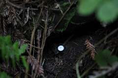 Leucocoprinus brebissonii