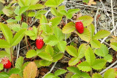 Fragaria iinumae
