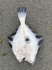 Platichthys stellatus