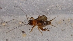 Anurogryllus arboreus