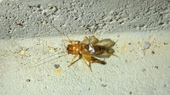 Anurogryllus arboreus