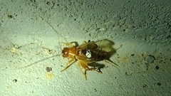 Anurogryllus arboreus