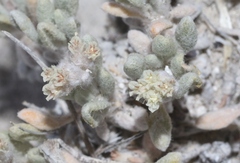Eriogonum shockleyi