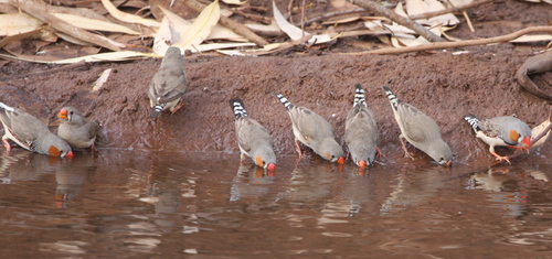 Zebra Finch