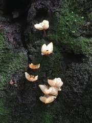 Collybia eucalyptorum