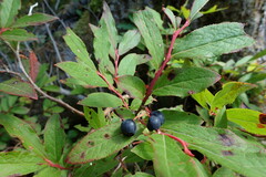 Vaccinium smallii