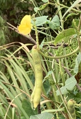 Vigna luteola