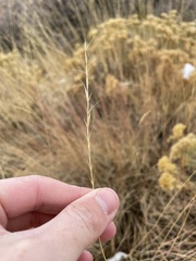 Pseudoroegneria spicata